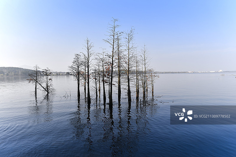 武汉黄陂木兰湖水杉林秋色图片素材