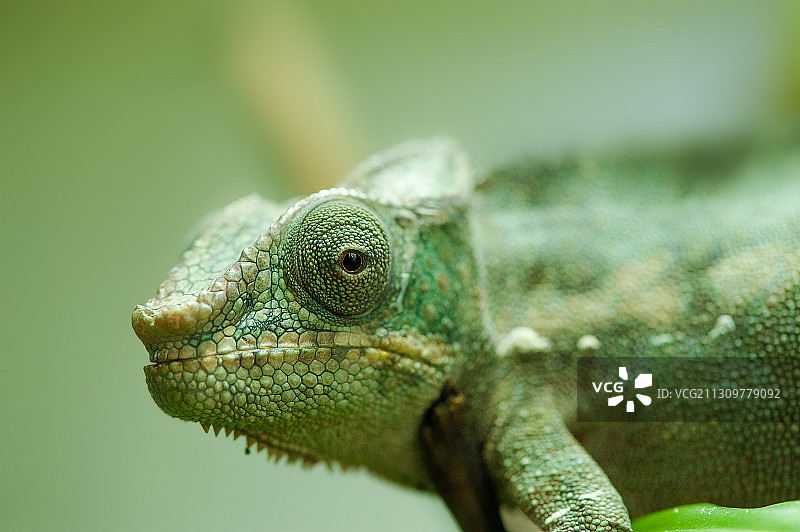 七彩变色龙  Furcifer Pardalis图片素材