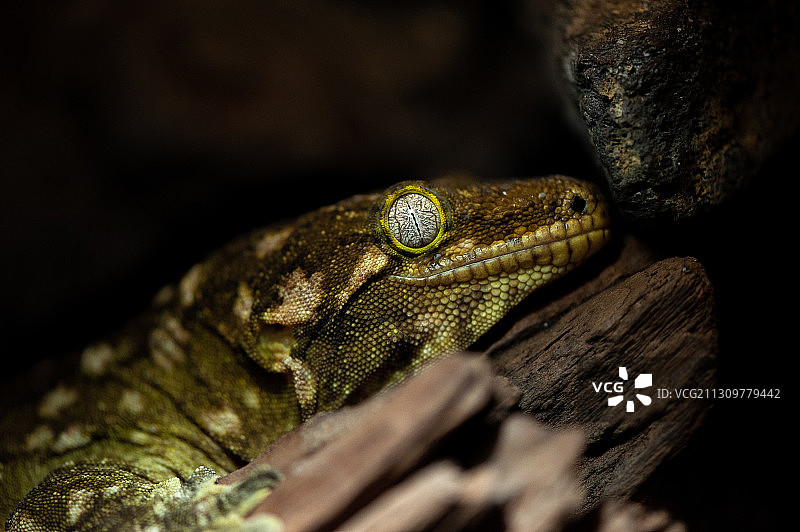 巨人守宫 Rhacodactylus leachianus图片素材