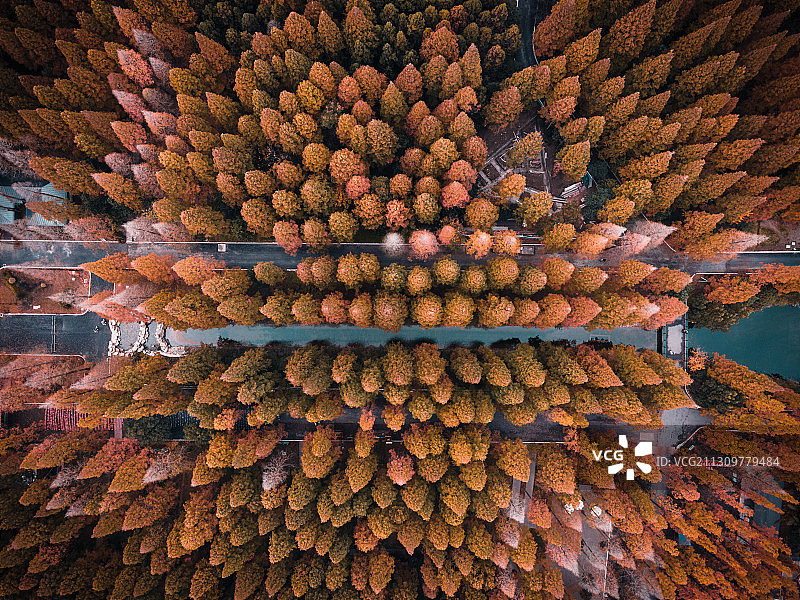 崇明东平国家森林公园图片素材