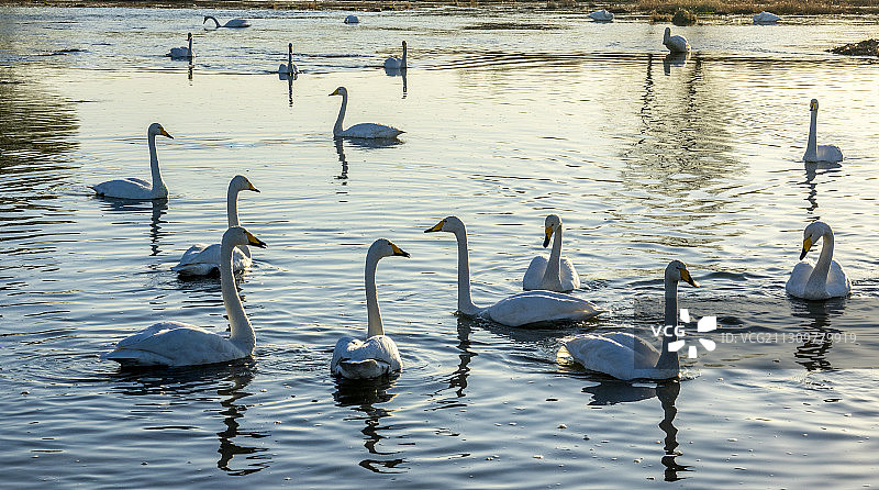 大凌河天鹅湖图片素材