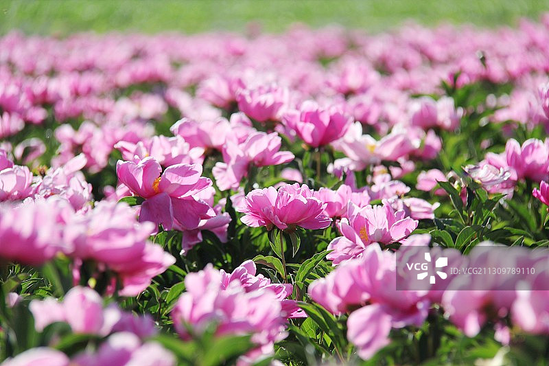 芍药花海图片素材