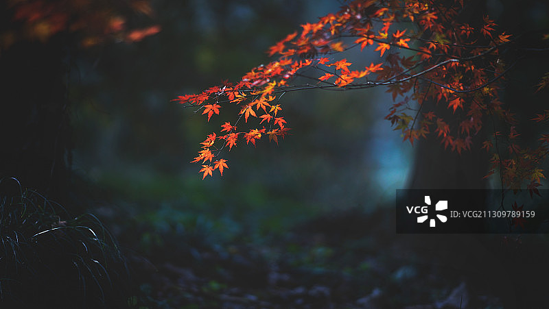 宁静树林里的红枫图片素材