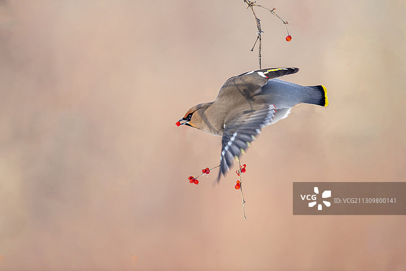 太平鸟 Bohemian Waxwing图片素材