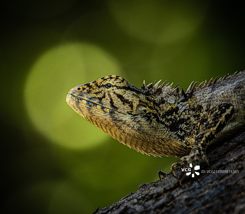 叶间的小龙图片素材