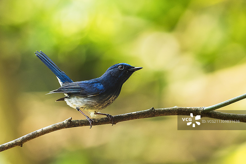 海南蓝仙鹟----厚积薄发图片素材