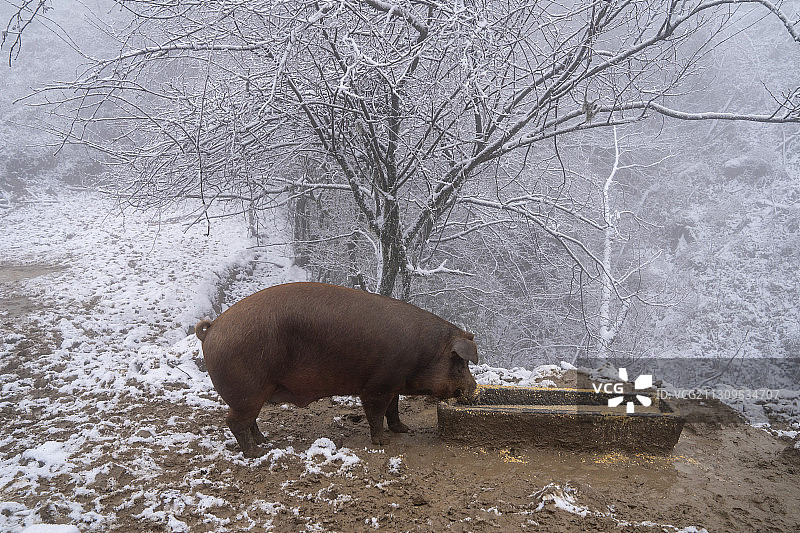 湖北利川齐岳山冰雪牧场的家猪正在吃食图片素材