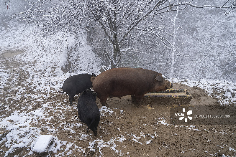 湖北利川齐岳山冰雪牧场的家猪正在吃食图片素材