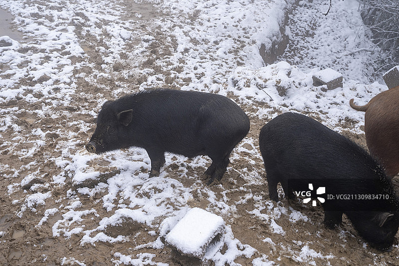 湖北利川齐岳山冰雪牧场的家猪正在吃食图片素材