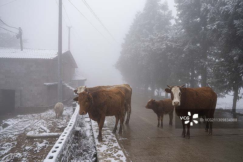 湖北利川齐岳山冰雪牧场的黄牛图片素材
