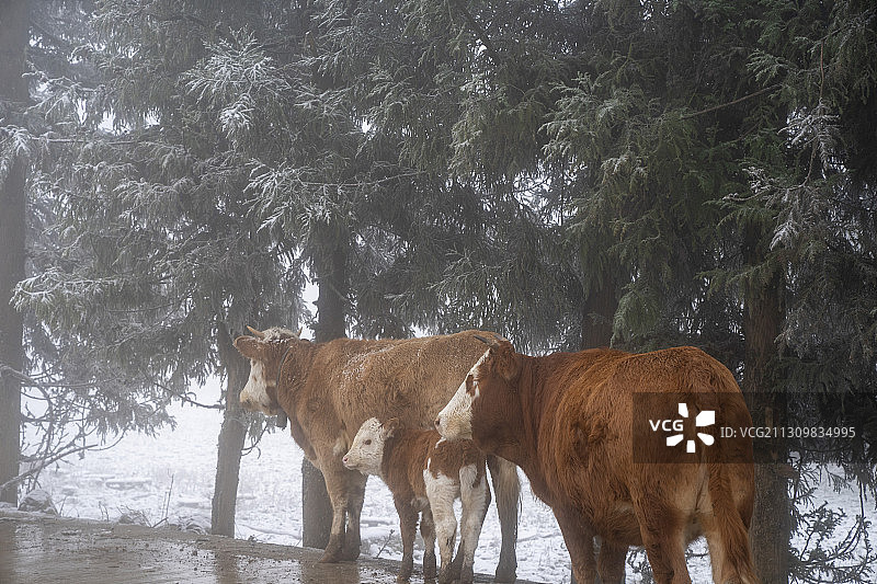 湖北利川齐岳山冰雪牧场的黄牛图片素材
