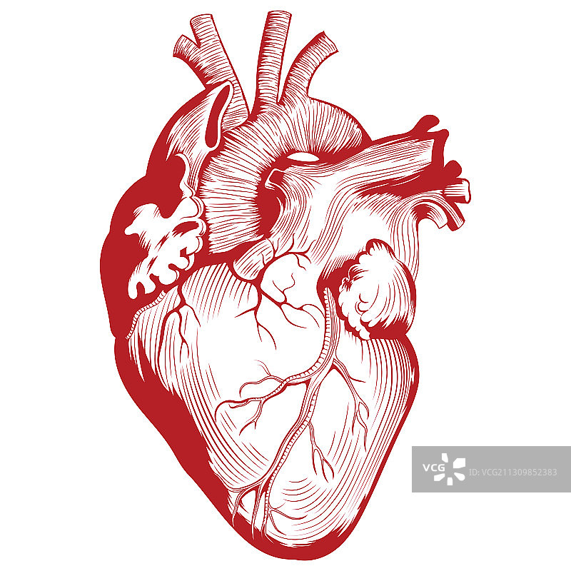 人体解剖医学心脏器官图片素材