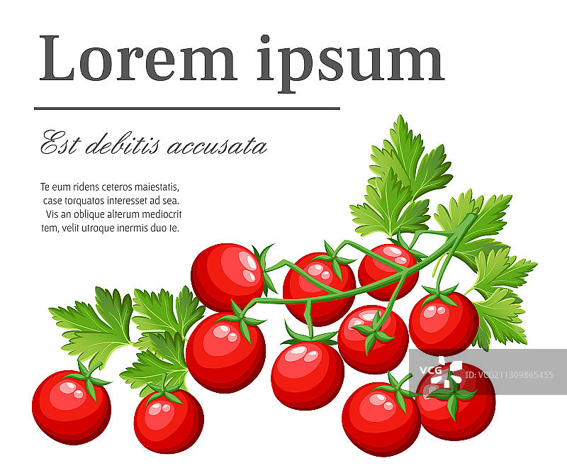 花园里新鲜的樱桃番茄图片素材