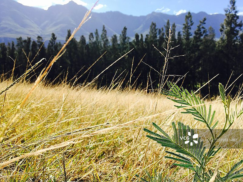 南非斯韦伦丹田野风光图片素材