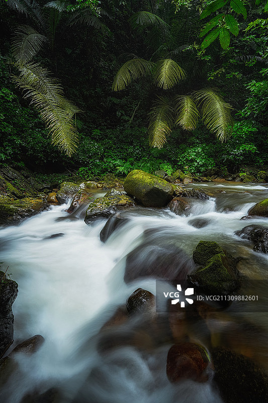 广西百色靖西市通灵大峡谷瀑布里的桫椤和溪水图片素材