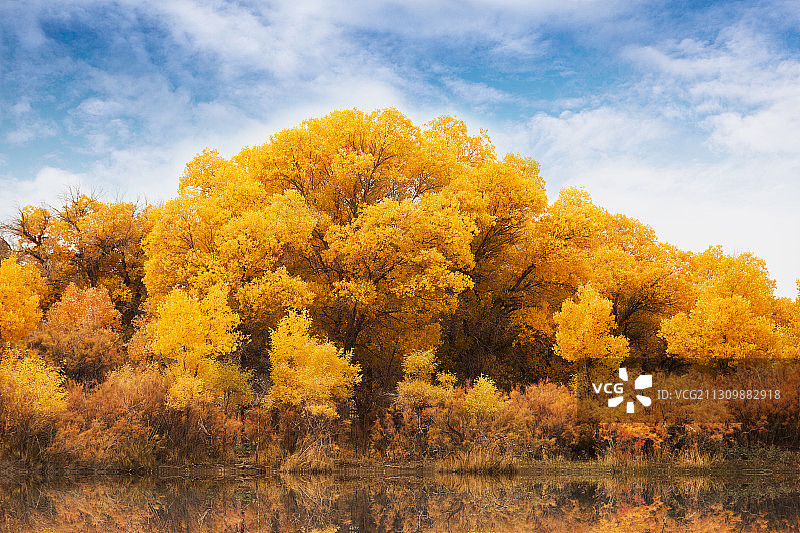 额济纳旗胡杨林图片素材