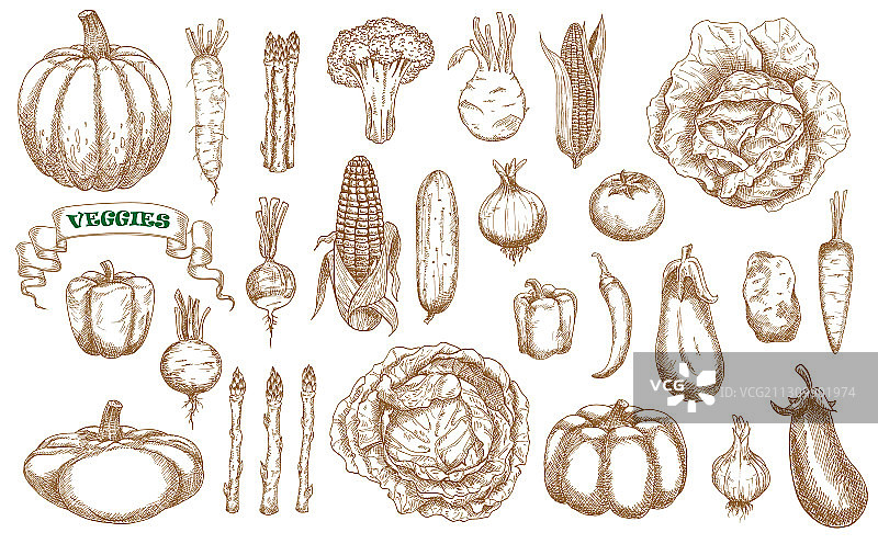 农场蔬菜素描合集图片素材