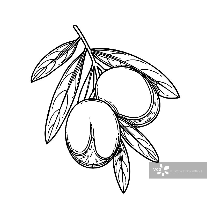 阿甘树枝图形，白色背景图片素材