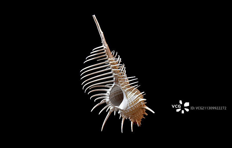 海螺骨螺图片素材