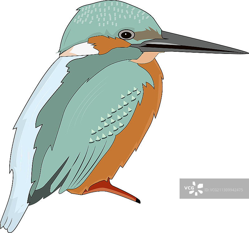 小翠鸟图片素材