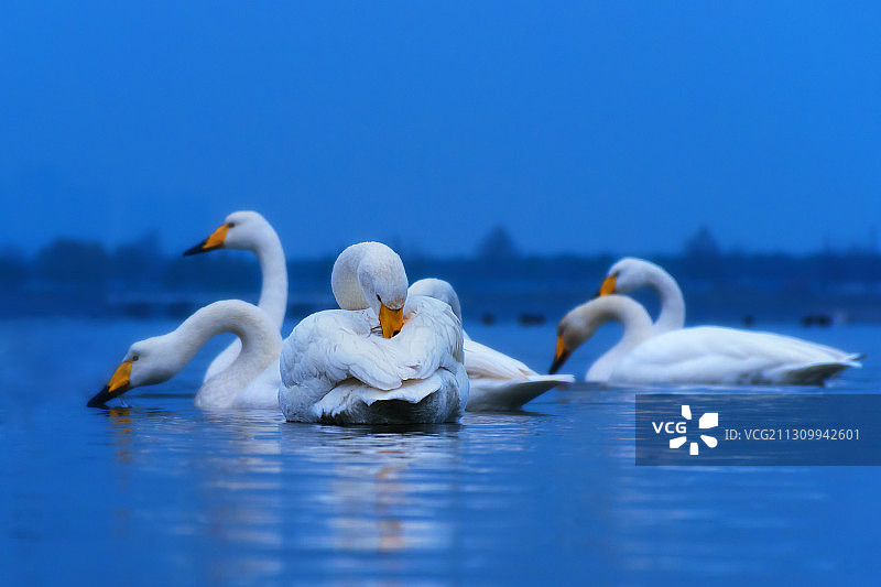 湖泊上梳理羽毛的大天鹅图片素材