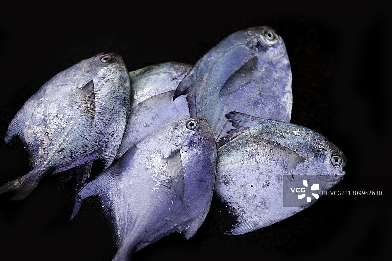 东海鲳鱼图片素材