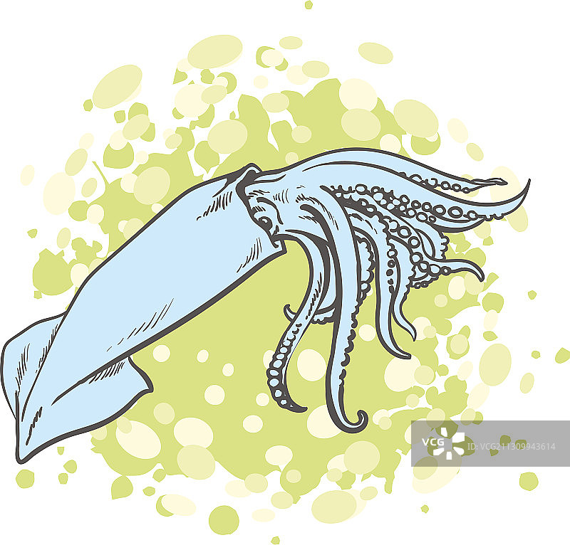 鱿鱼水下动物海鲜素描图片素材