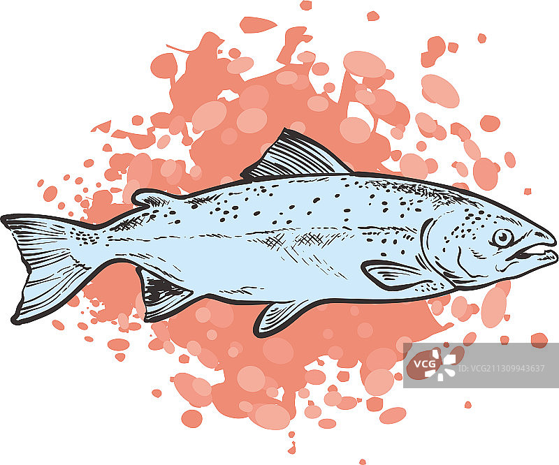 水中鳟鱼海洋动物素描图片素材