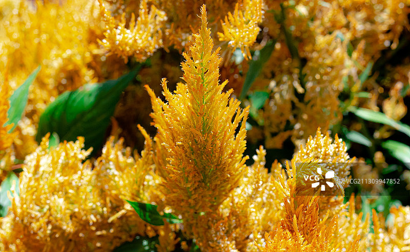 珊瑚特写，巴西南里奥格兰德州格拉玛多图片素材