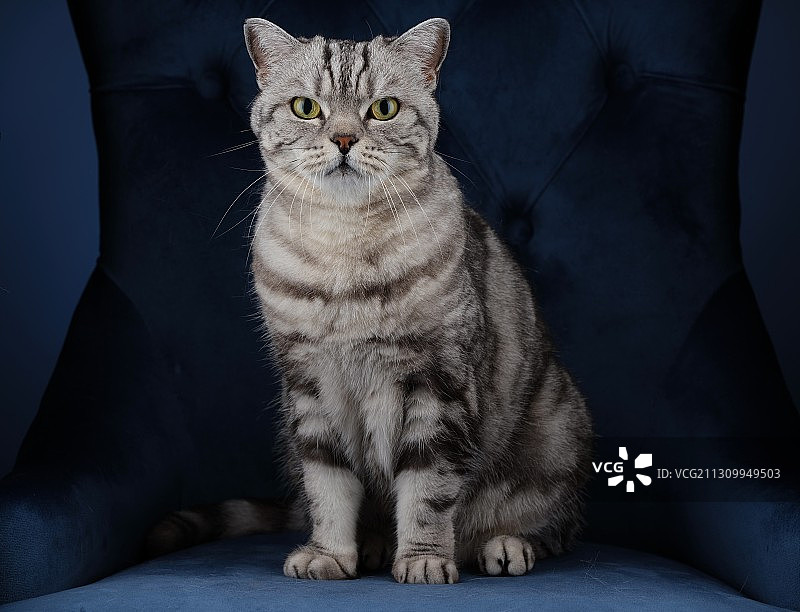 坐在蓝色扶手椅上的猫的肖像图片素材