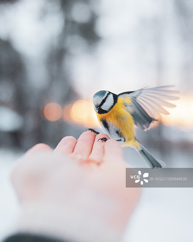 冬季在芬兰，鸟落在人的手上图片素材