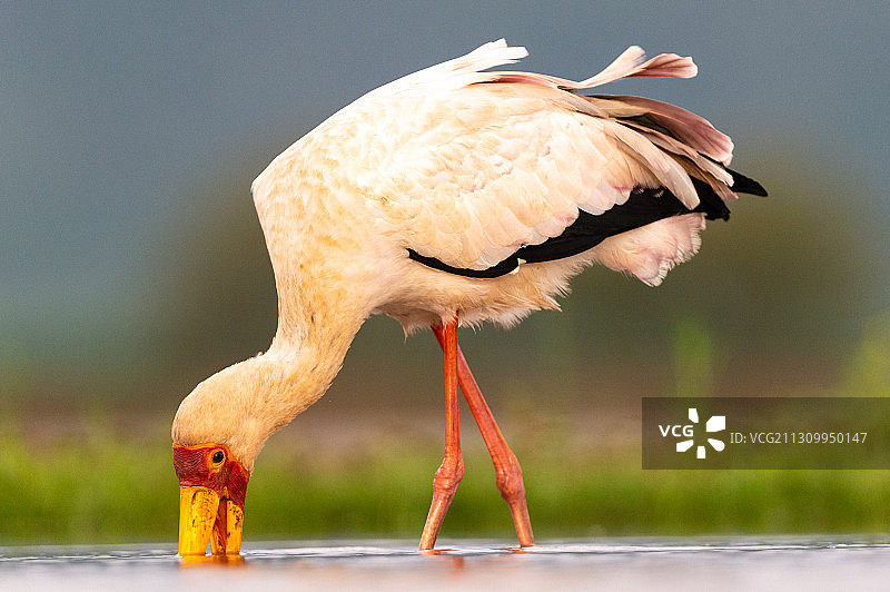 南非姆库兹野生动物保护区栖息在木头上的鸟类特写图片素材