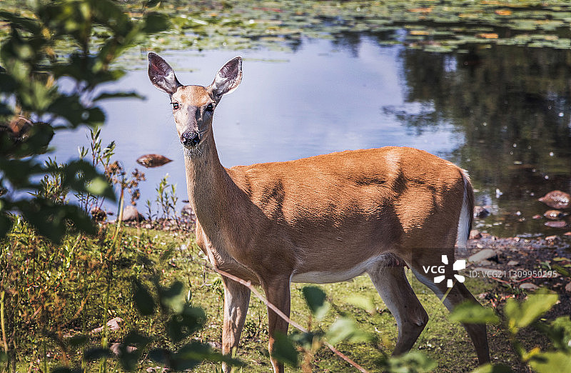 湖边站立的鹿的肖像，加拿大马尼托巴省图片素材
