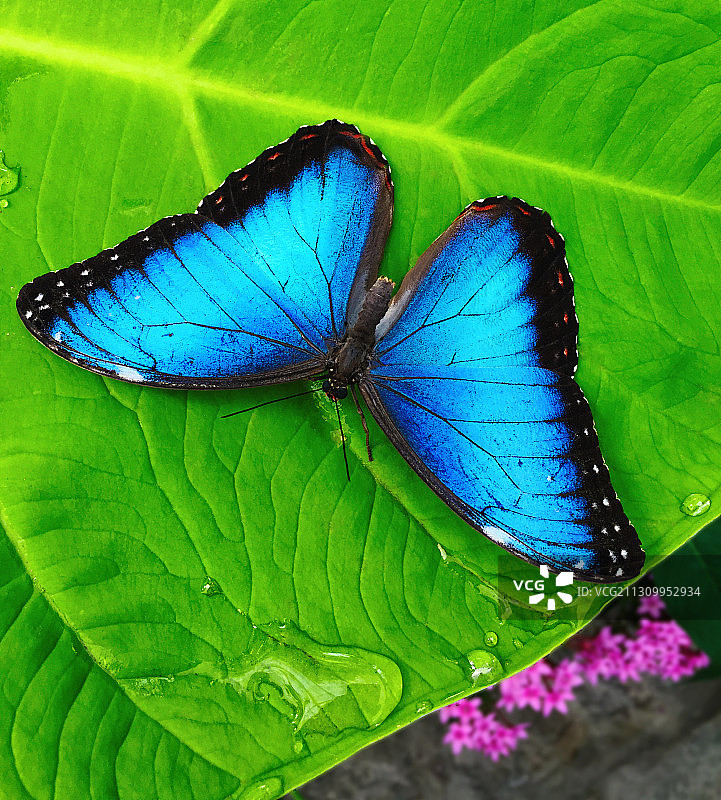 美国马里兰州米勒斯维尔树叶上的蝴蝶特写图片素材