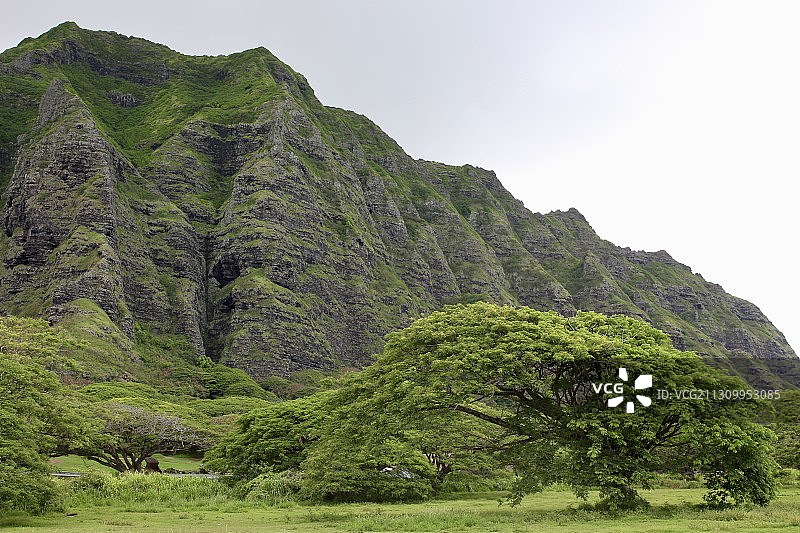 美国夏威夷卡哈卢乌田野上的树木风景图片素材