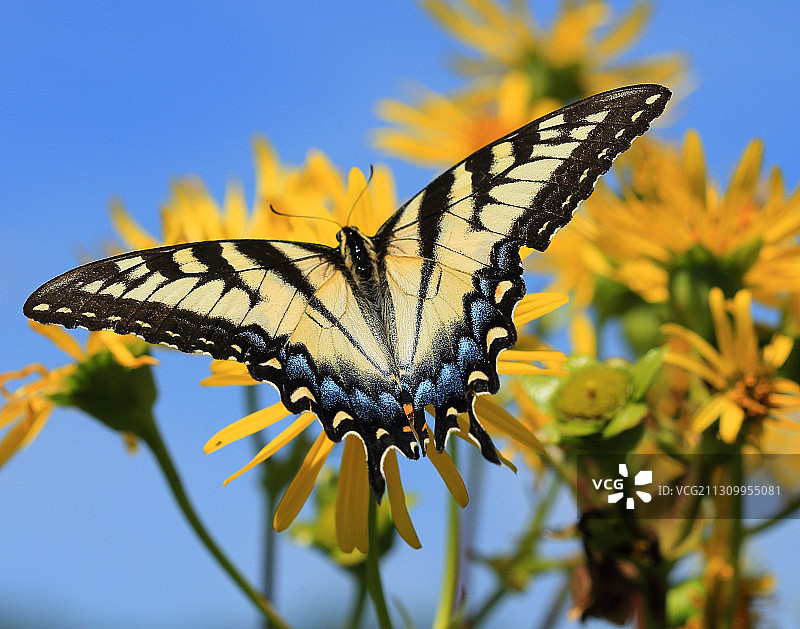 蝴蝶在黄色花朵上采蜜特写，美国威斯康星州麦迪逊图片素材
