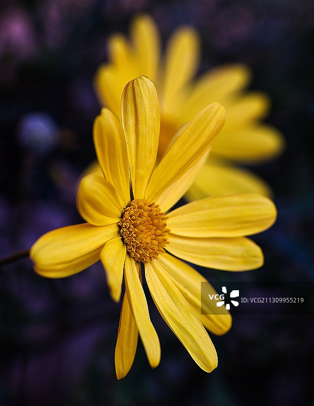 意大利圣保罗萨尔扎纳黄色花朵特写图片素材