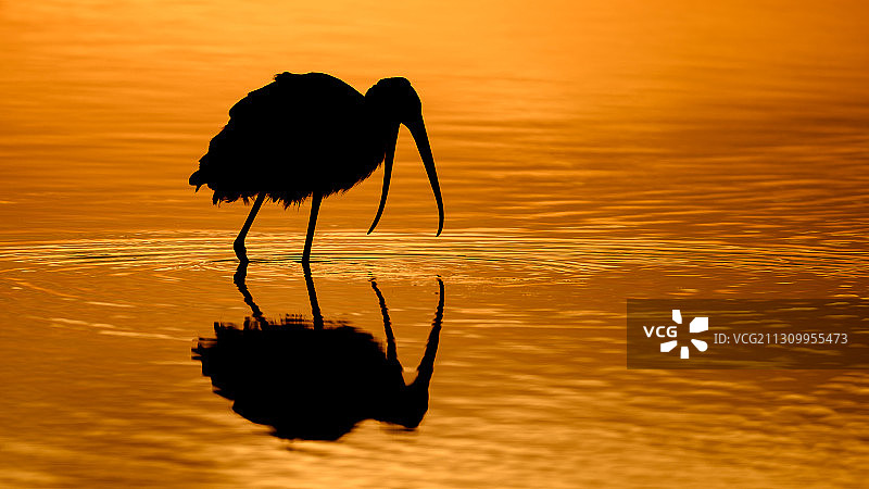 日落时分栖息在美国湖中的鸟剪影图片素材