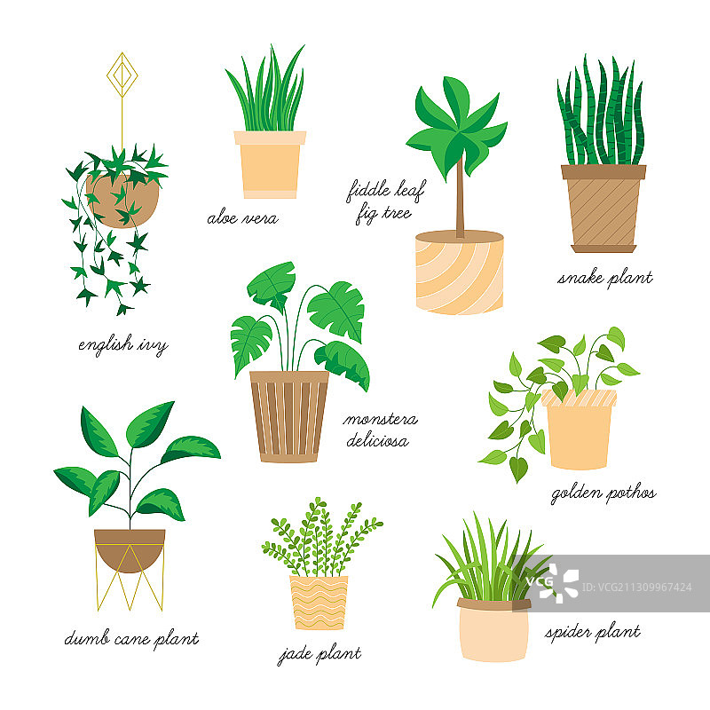 家庭植物合集图片素材