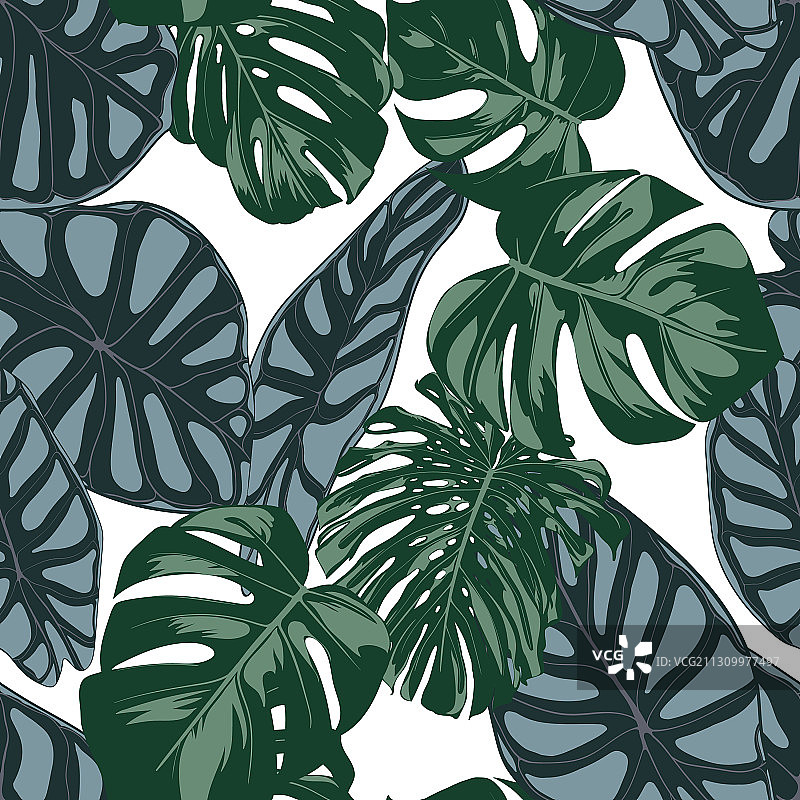 热带无缝图案：喜林芋和海芋图片素材