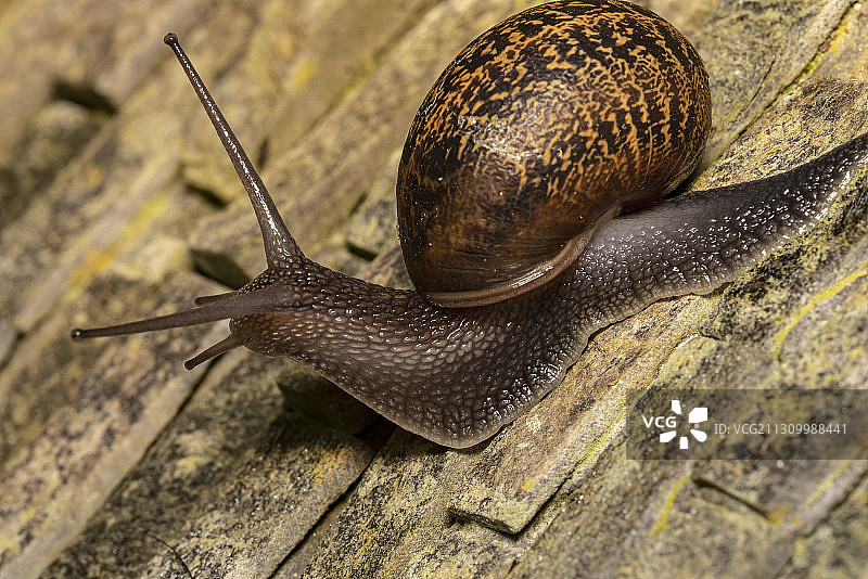 特写的蜗牛图片素材