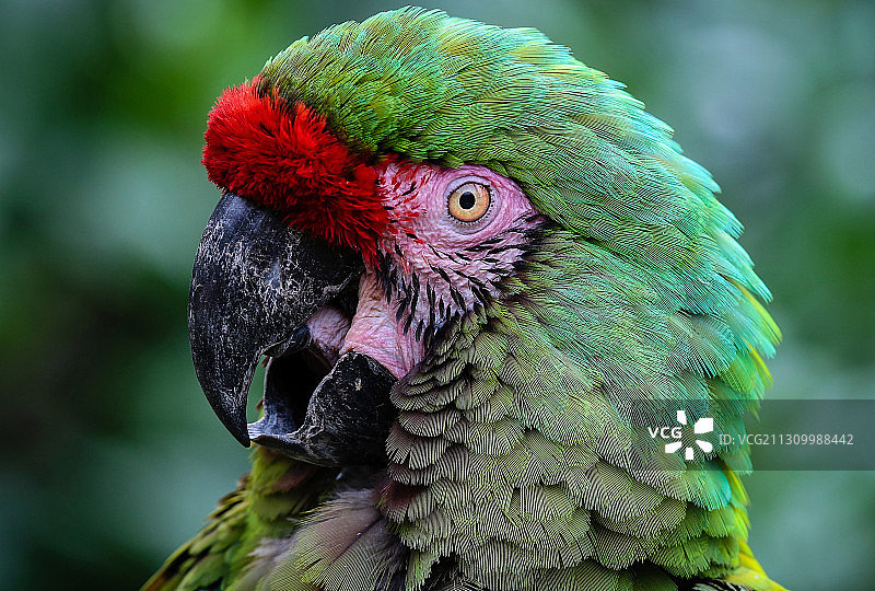 鹦鹉的特写，美国北卡罗来纳州苏格兰颈图片素材