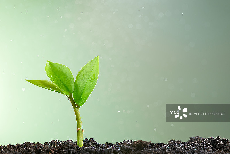 浅绿色背景下生长的小植物特写图片素材