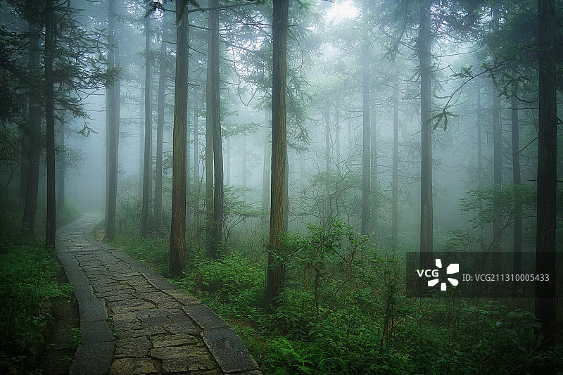 迷雾森林+安徽省安庆市潜山市天柱山旅游区图片素材