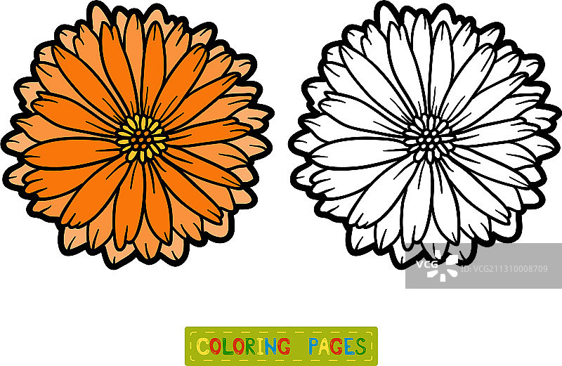 金盏花卉涂色书图片素材