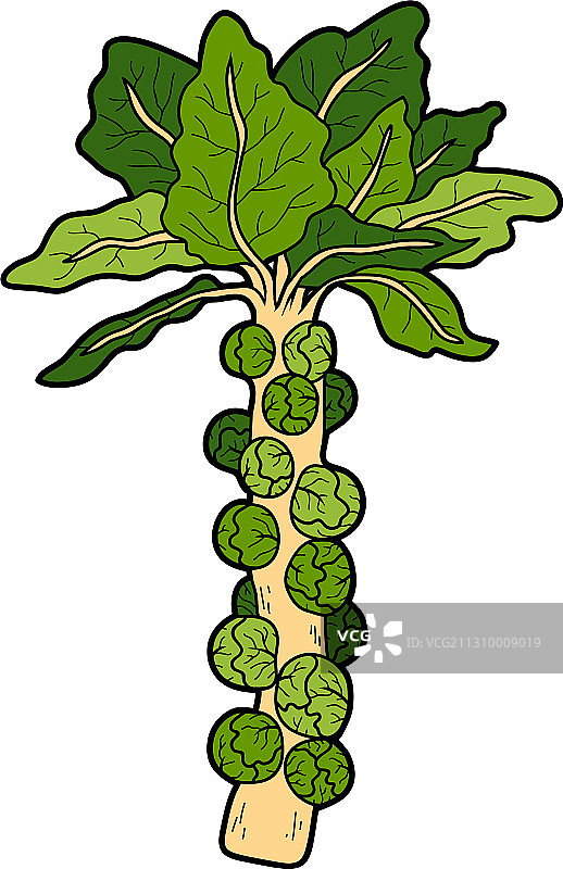 彩色蔬菜球芽甘蓝图片素材