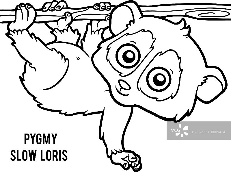 倭蜂猴填色书图片素材