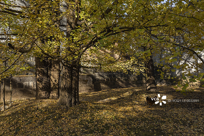 腾冲银杏村图片素材