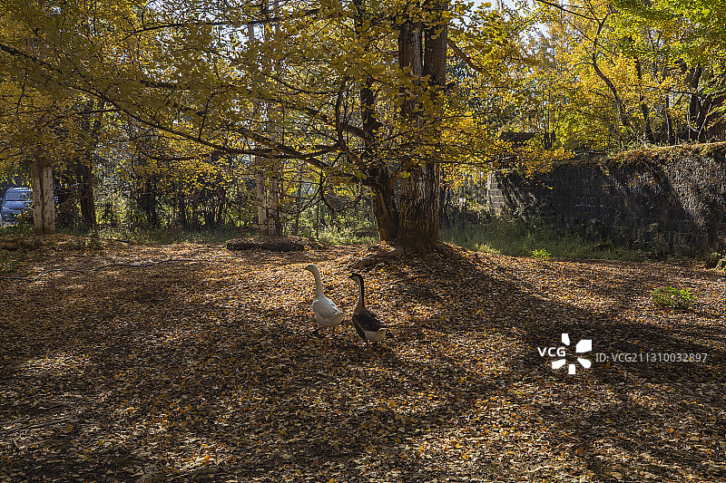 腾冲银杏村图片素材