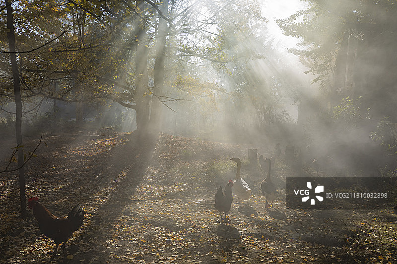 腾冲银杏村图片素材